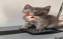 Mixed Breed cats for sale: White Gray and Ragdoll Kittens - Image 14