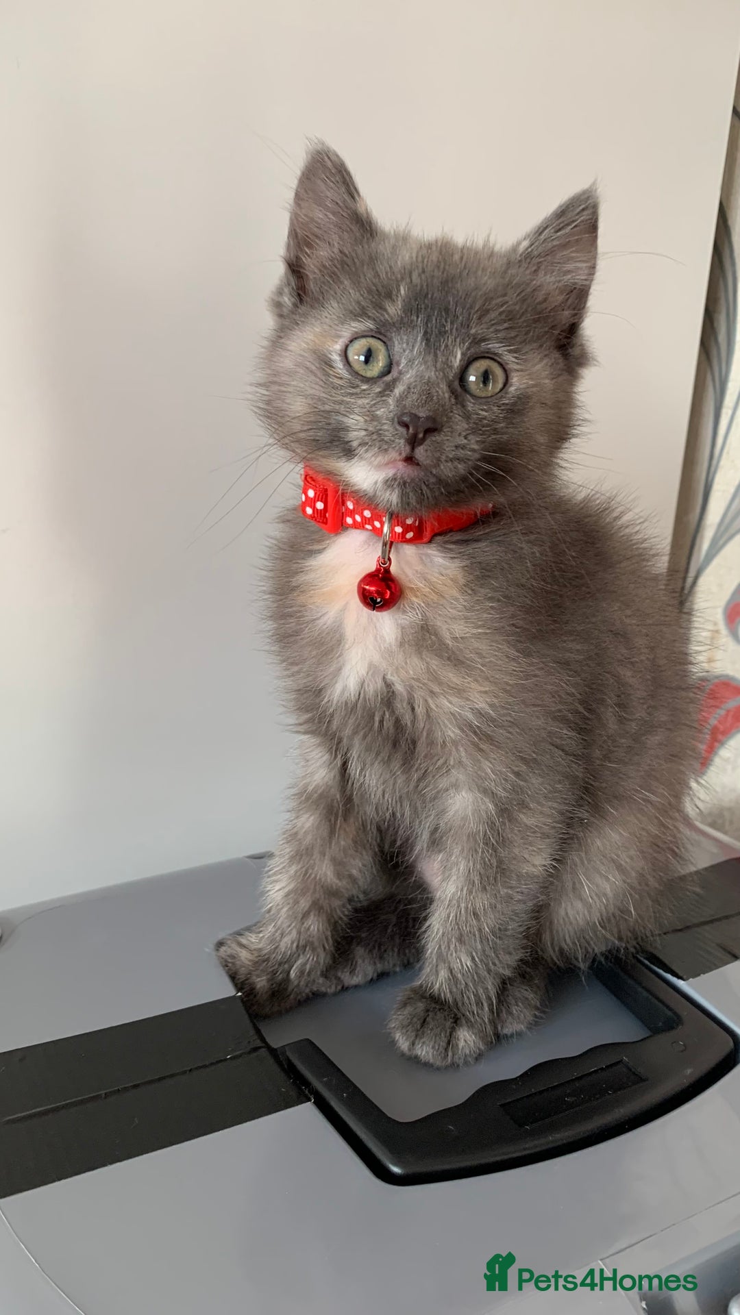 Mixed Breed cats for sale: White Gray and Ragdoll Kittens - Image 14