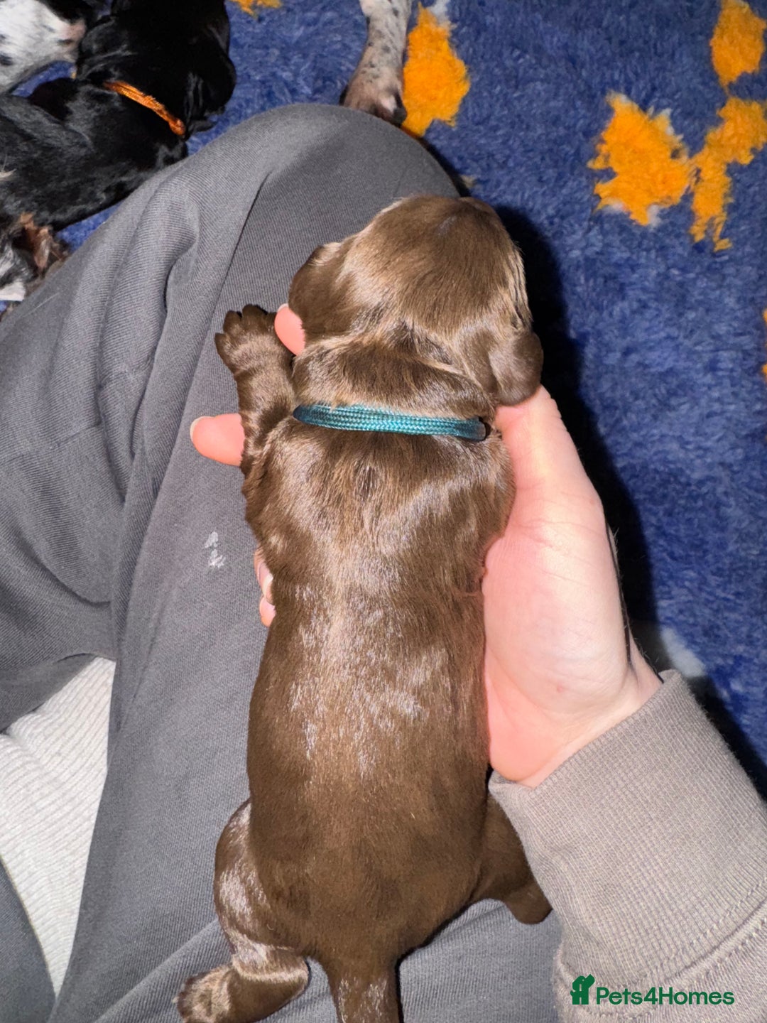 Sprocker dogs for sale: Sprocker Spaniel Puppies - Advert 5