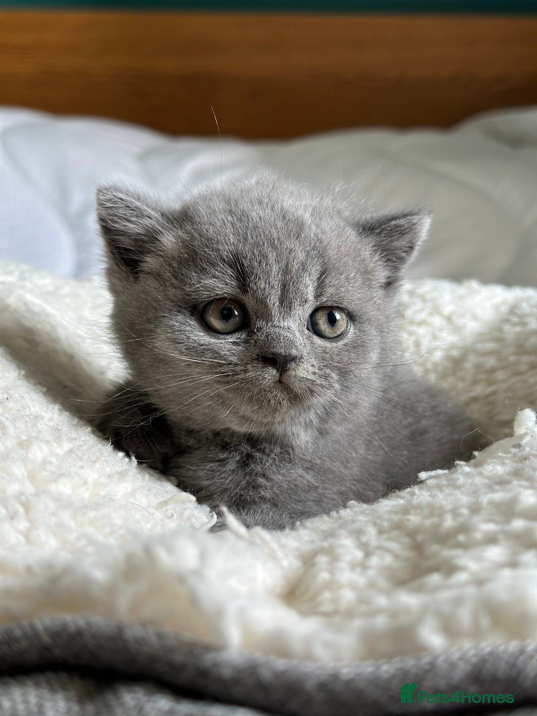 British Shorthair cats for sale: Pedigree British Shorthair Kittens - Image 11