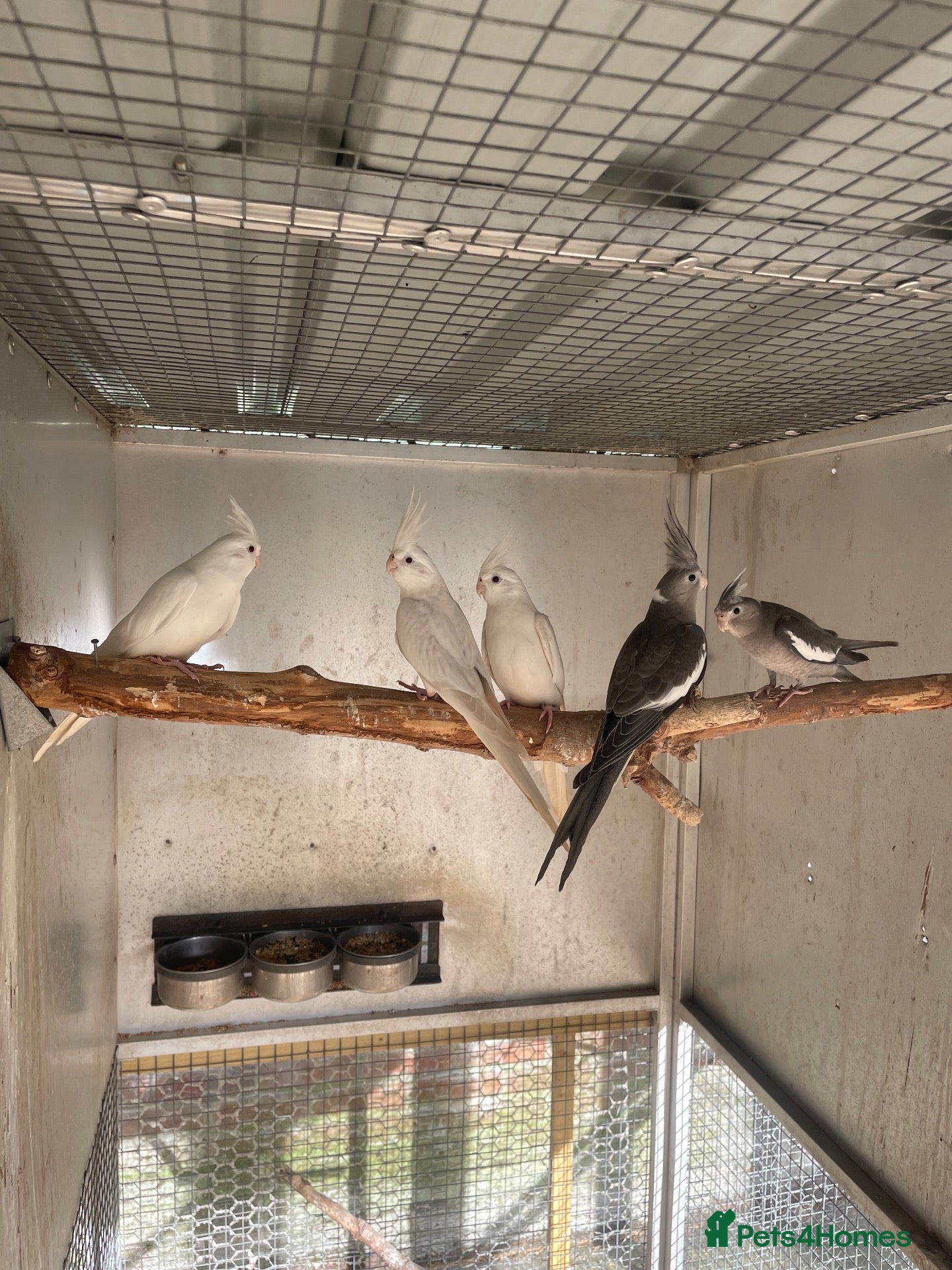 Cockatiels birds Cockatiels and Budgies 2026 Young and Pairs. - Advert 22