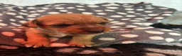 Mixed Breed dogs for sale: Jack Russel x Yorkshire terrier  in High Peak - Advert 24