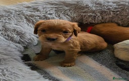 Cocker Spaniel dogs for sale: Outstanding cocker spaniel pups - Image 9