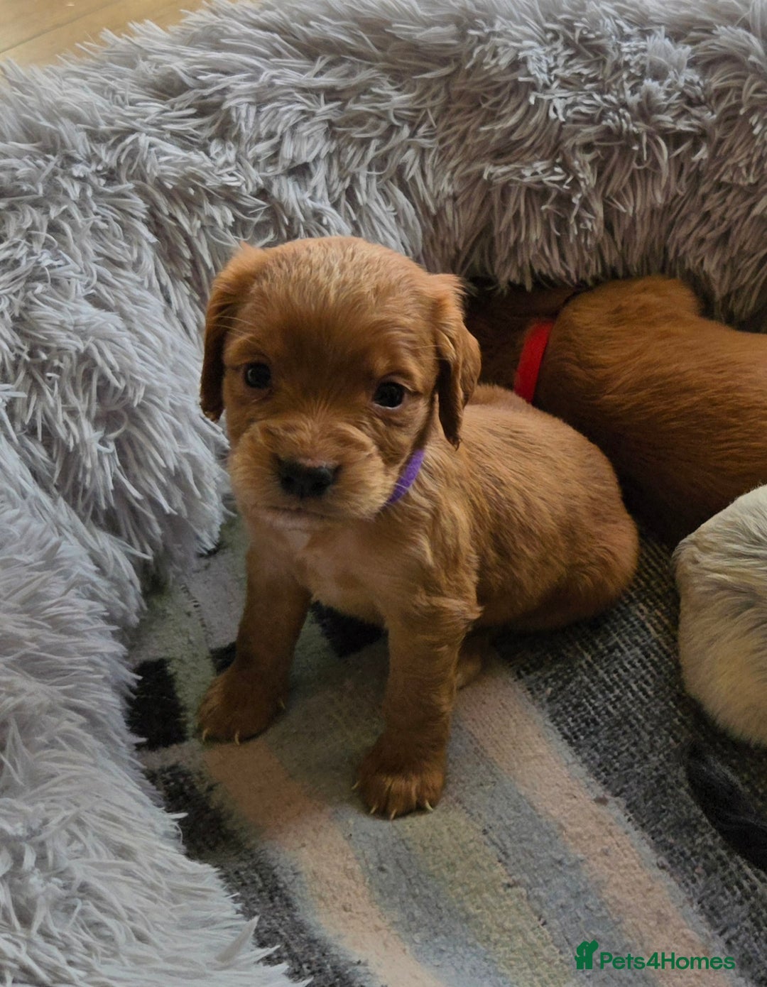 Cocker Spaniel dogs for sale: Outstanding cocker spaniel pups - Image 9
