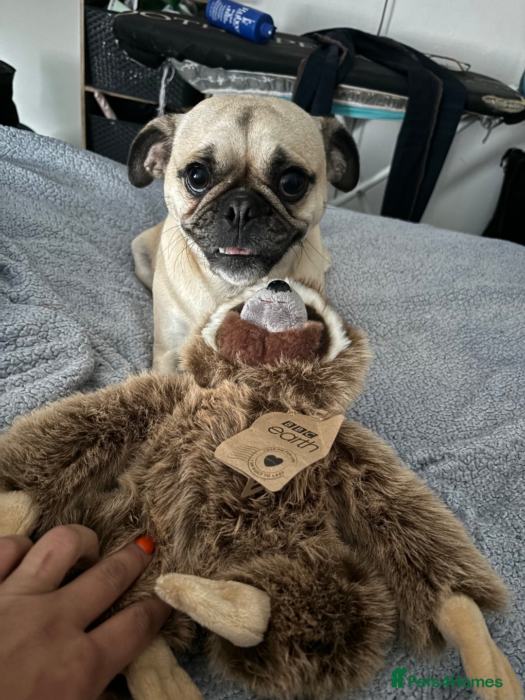 Pug dogs for sale: Beautiful Pug Puppies - Advert 2