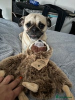 Pug dogs Beautiful Pug Puppies - Advert 4