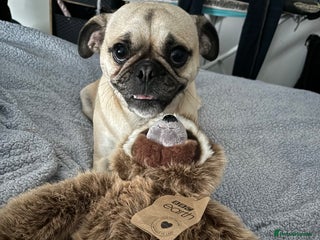 Pug dogs Beautiful Pug Puppies - Advert 3