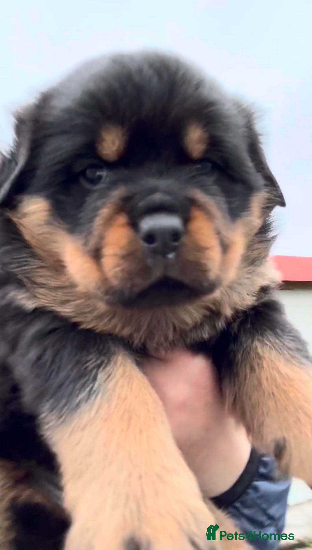 Rottweiler dogs for sale: 5-Generation Kennel Club Rottweiler Puppies  - Advert 12