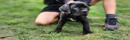 Cane Corso dogs for sale: 3 Cane Corso Puppies ready for their new home - Advert 2