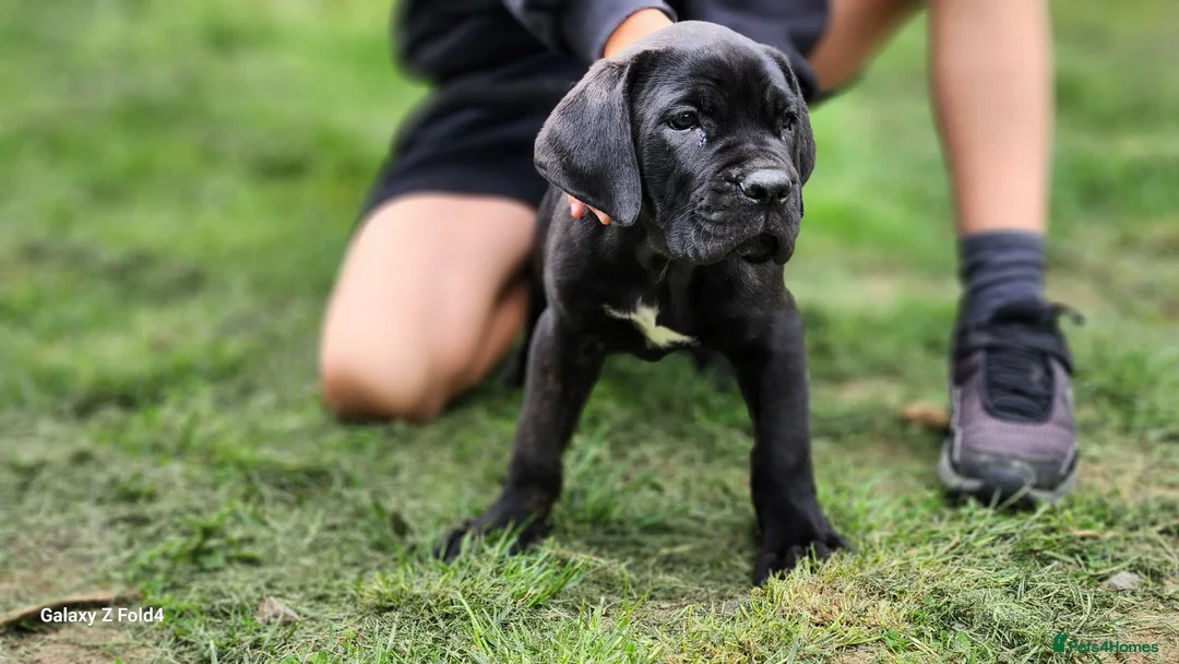 Cane Corso dogs for sale: 3 Cane Corso Puppies ready for their new home - Advert 2
