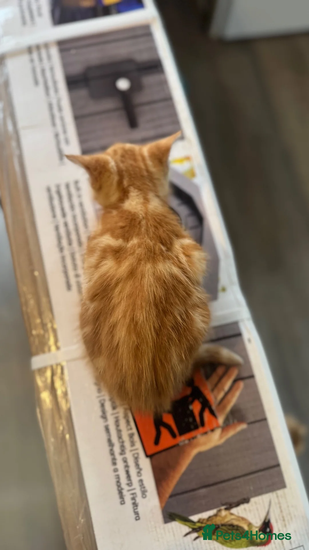 Mixed Breed cats for sale: Ginger kittens  in Bude - Advert 5