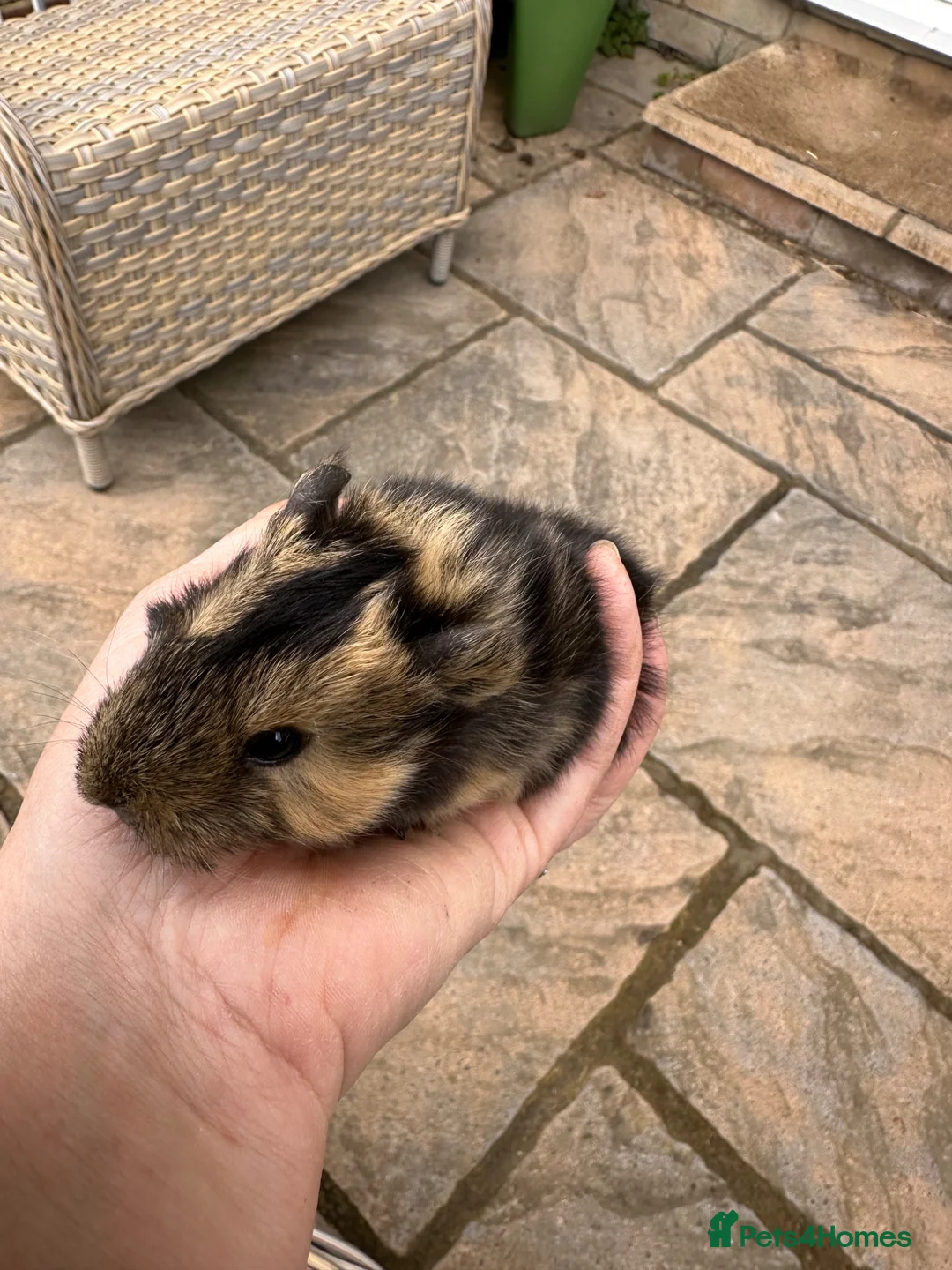 Guinea Pig rodents for sale: Handsome baby long haired male guinea pigs. - Advert 10