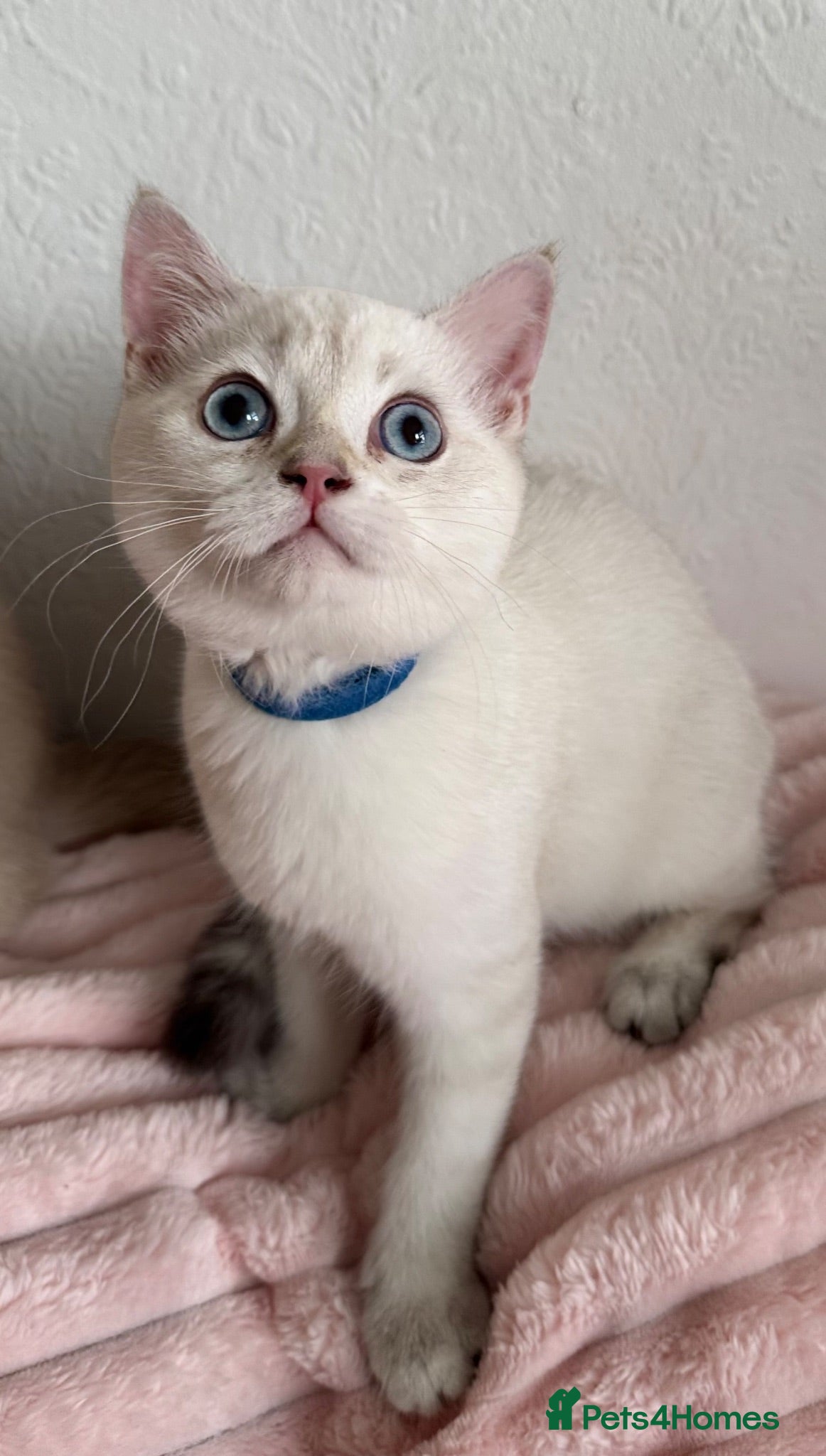 British Shorthair cats Beautiful BSH Blue Golden TICA kittens - Advert 4