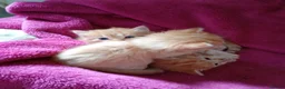 Maine Coon cats for sale: Maine coon cross  - Advert 5