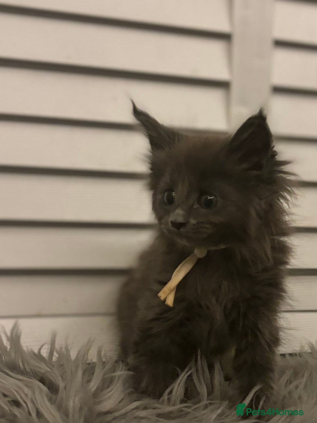 Maine Coon cats for sale: GCCF-Registered Maine Coon Kittens - Advert 10