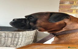 Boxer dogs for stud: KC Boxer Available for Stud | Champion Bloodlines - Image 3