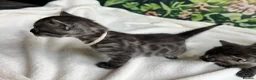 Bengal cats for sale: Rare Silver smoke Baby Bengals  in Stowmarket - Advert 32