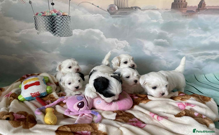 Malshi dogs - Advert 1