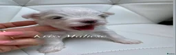 Maltese dogs for sale: ✨Outstanding kc registered Korean Maltese puppies✨ - Advert 23