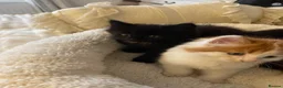 Mixed Breed cats for sale: Beautiful mixed breed litter of fluffy kittens  in Bracknell - Advert 6