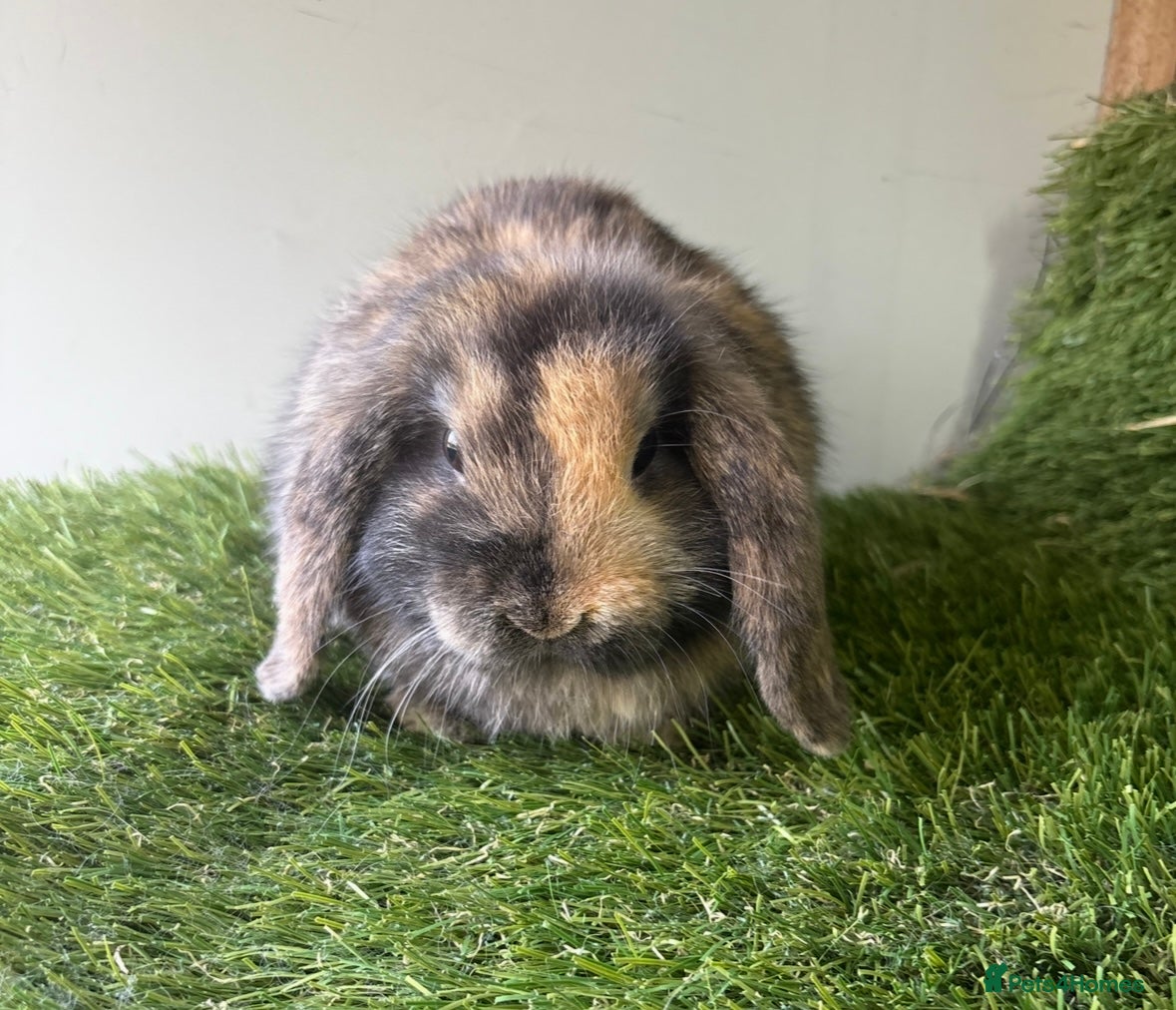 Mini Lop rabbits Stunning mini lop babies - Advert 1