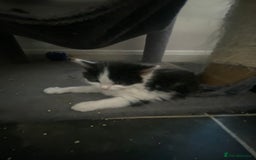 Mixed Breed cats for sale: 9 beautiful healthy kittens - Image 5