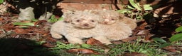Maltipoo dogs for sale: Maltipoo Puppies  - Advert 4