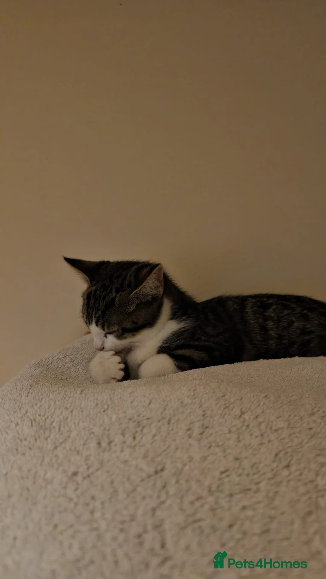 Mixed Breed cats for adoption: Bonded pair of rescue kittens ready for home - Advert 4