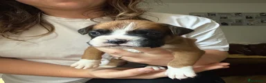 Boxer Puppy 2