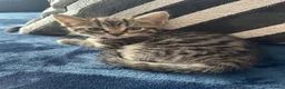 British Shorthair cats for sale: Beautiful Tabby Male Kitten –Ready Now - Advert 17