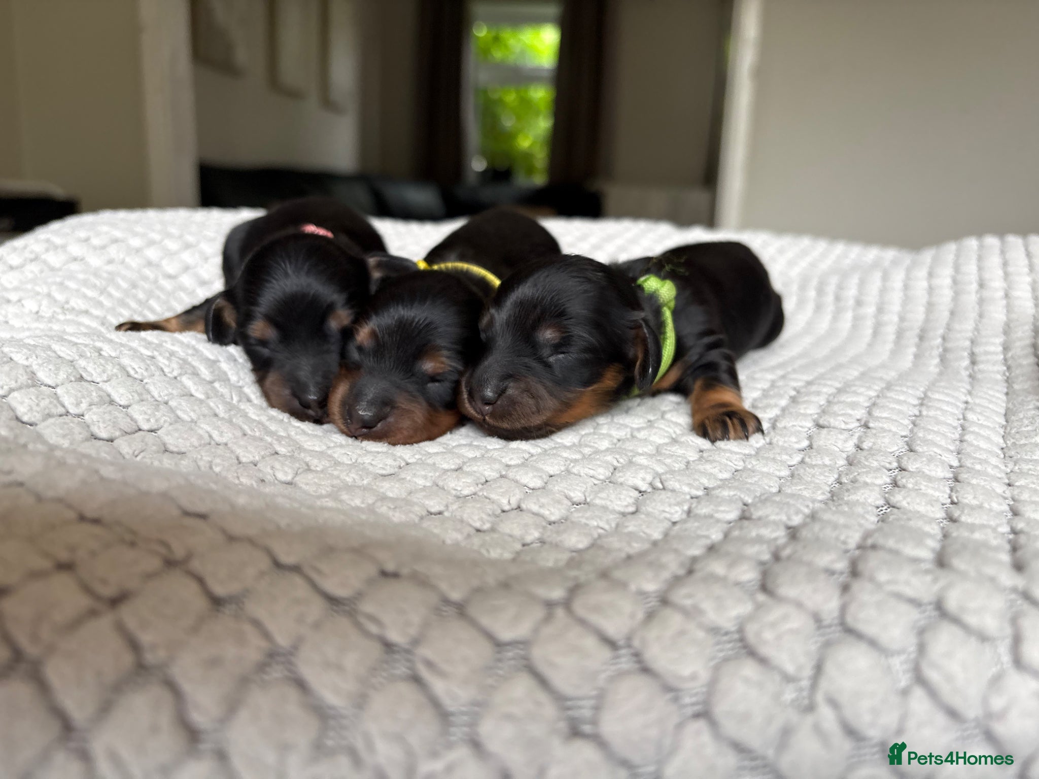 Miniature Dachshund dogs Miniature longhaired dachshunds PRA clear - Advert 18