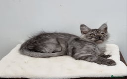 Maine Coon cats for sale: Pedigree Maine Coon Kittens for sale  - Image 37