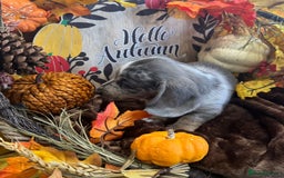 Miniature Dachshund dogs for sale: Miniature Dachshund Puppies Ready for Loving Homes - Image 5