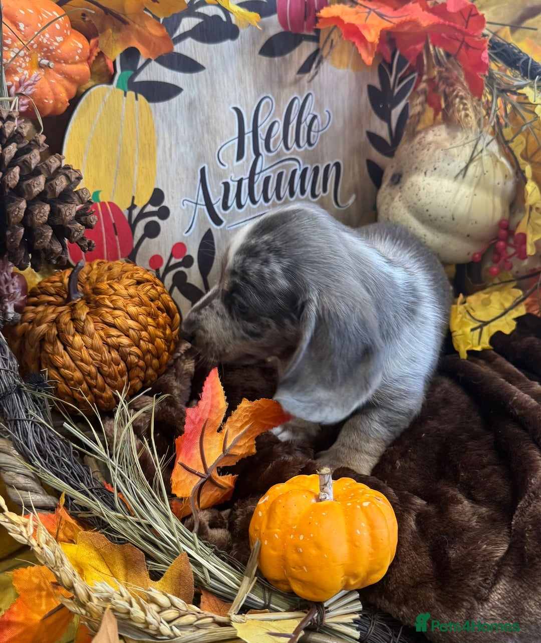 Miniature Dachshund dogs for sale: Miniature Dachshund Puppies Ready for Loving Homes - Image 5