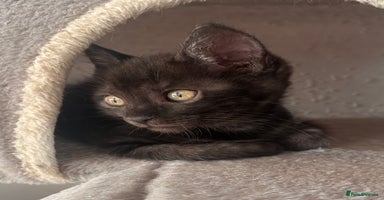 Maine Coon cats - Advert 15
