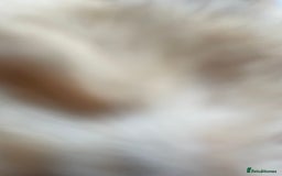 Mixed Breed cats for sale: 1/4 Bengal Female Kitten  - Image 5