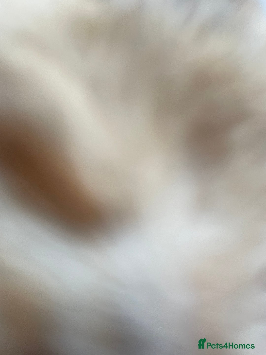 Mixed Breed cats for sale: 1/4 Bengal Female Kitten  - Image 5