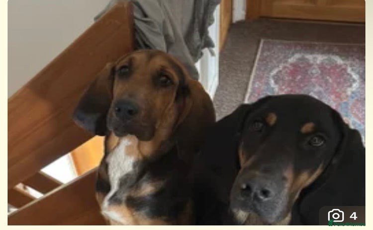 Bloodhound dogs - Advert 1