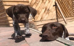 German Shorthaired Pointer dogs for sale: Exceptionally Well Bred German Shorthair Pointer  - Image 5
