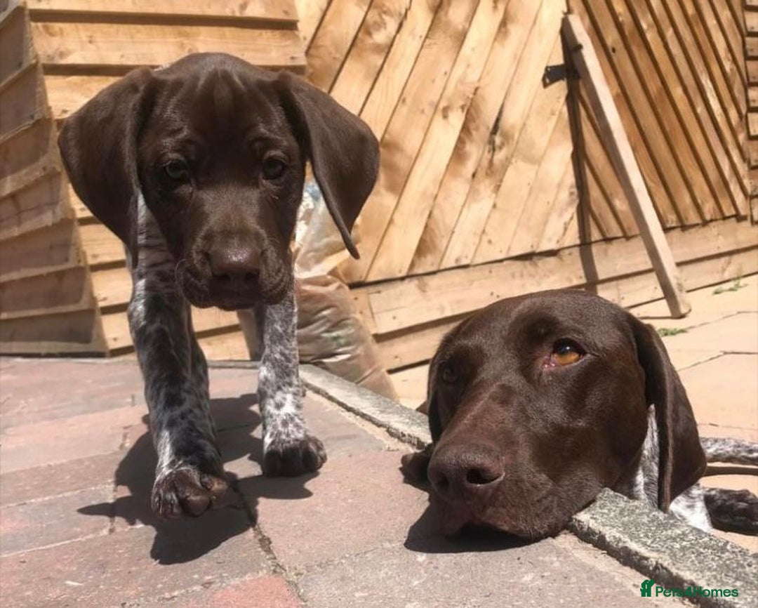 German Shorthaired Pointer dogs for sale: Exceptionally Well Bred German Shorthair Pointer  - Image 5