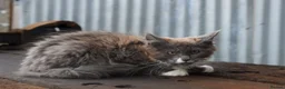 Maine Coon cats for sale: Xl Maine coon kittens parents Russian imports  - Advert 27