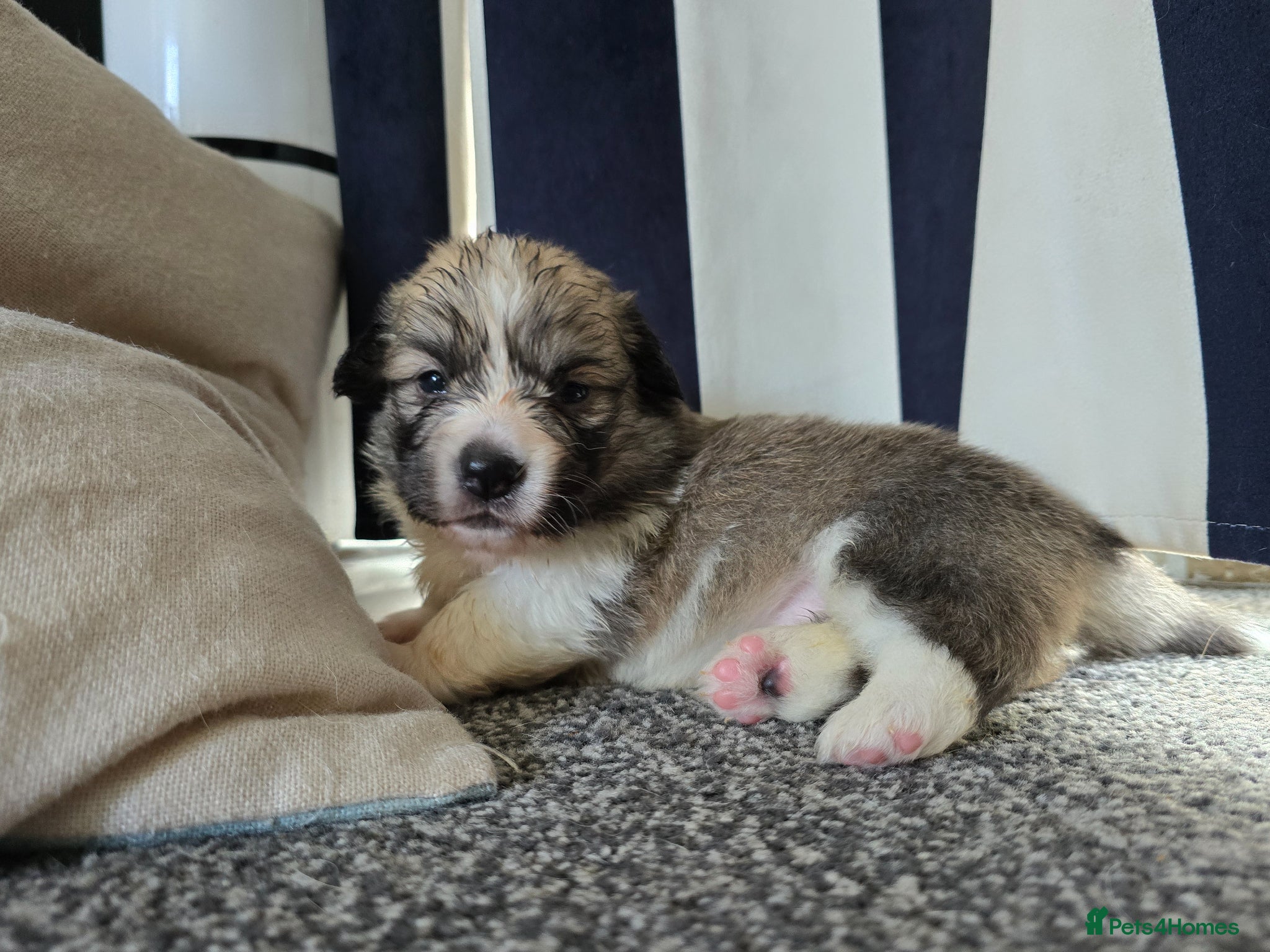 Welsh Corgi Pembroke dogs *Viewings now available!*KC Welsh Pembroke Corgi. - Advert 2