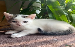 British Shorthair cats for sale: 3 beautiful British Shorthair Kittens  - Image 2