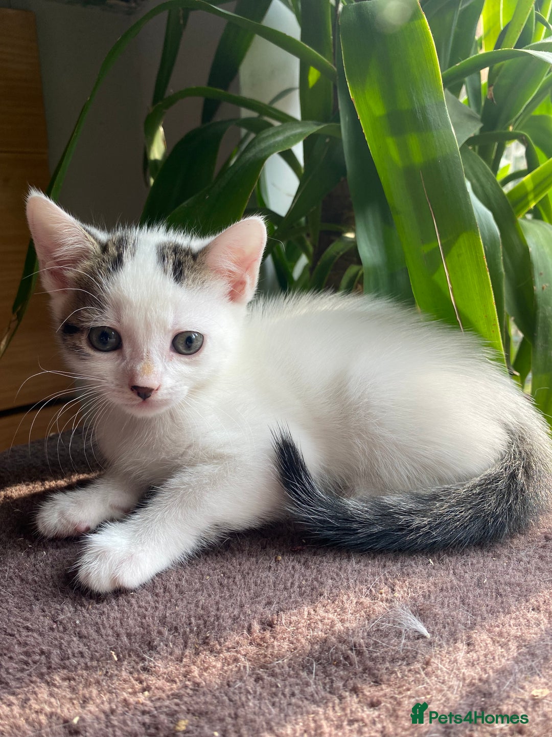 British Shorthair cats for sale: 3 beautiful British Shorthair Kittens  - Image 2