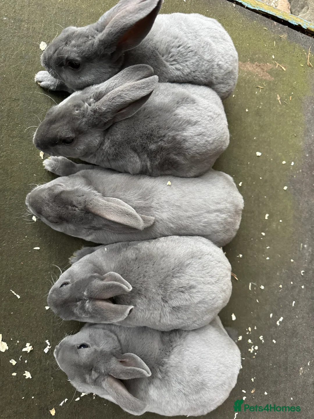 Rex rabbits for sale: Stunning blue Rex rabbits for sale  - Advert 2