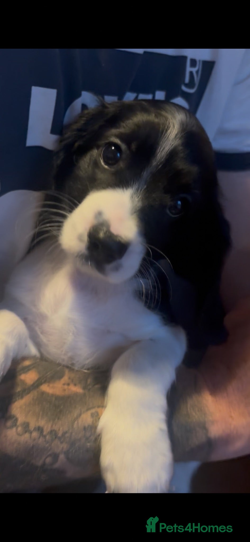 Cavapoo dogs X2 Beautiful Cavapoo puppies ready to leave   - Advert 10