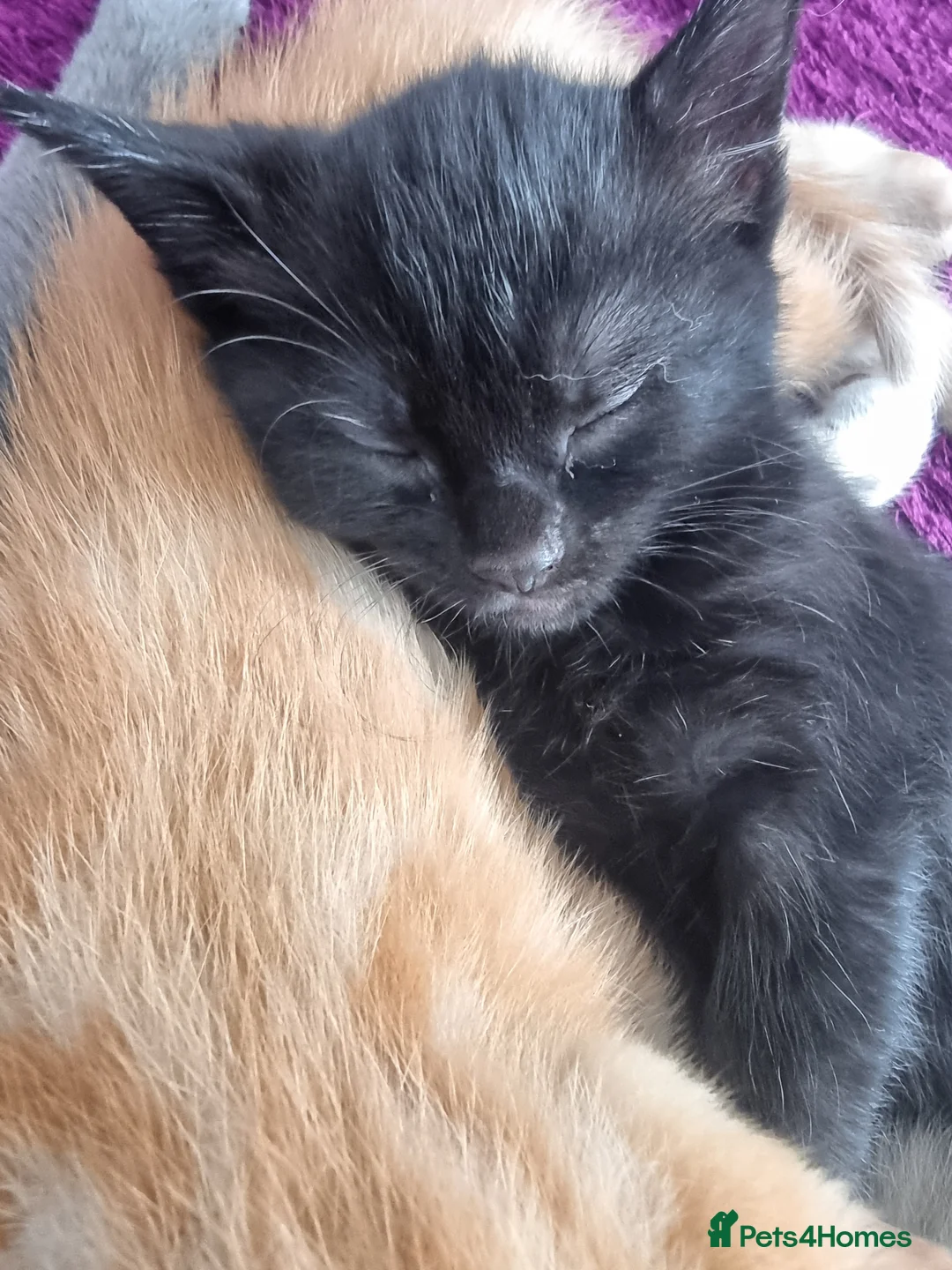 Mixed Breed cats for sale: 2 kittens for sale.  - Advert 10