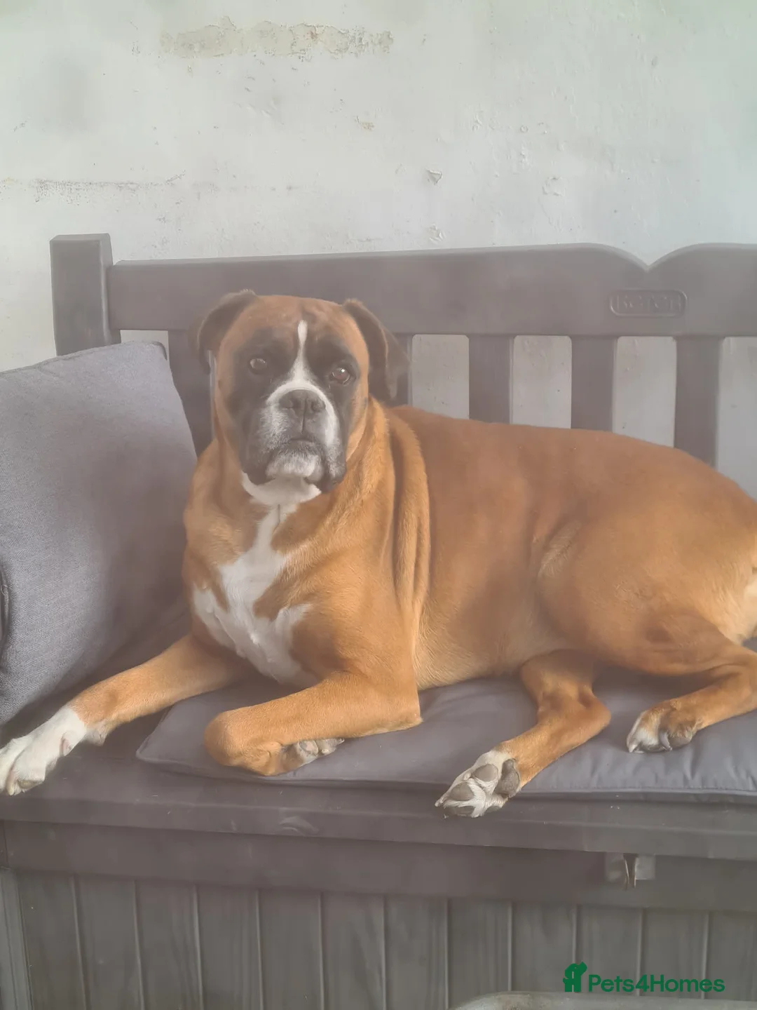 Boxer dogs for sale: Boxer Pups in Doncaster - Advert 10