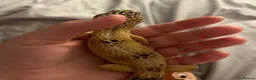 Leopard Gecko reptiles for sale: Leopard gecko - Advert 3