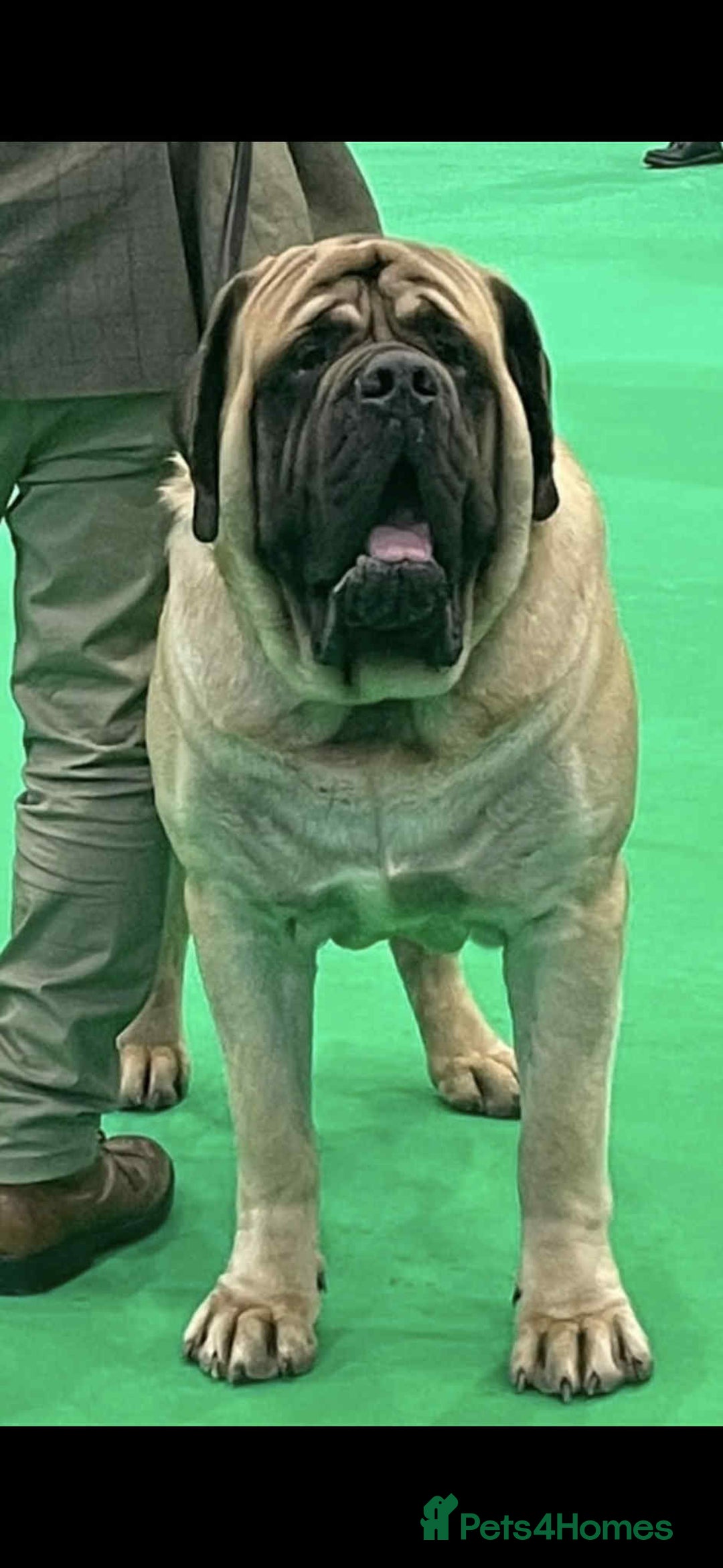 Mastiff dogs for sale: KC English mastiff Puppies  - Advert 11